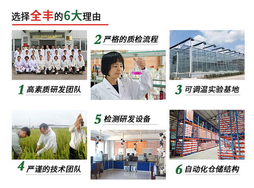 玉米控旺乙烯利畝用量全解析 全豐生物科技在線咨詢與技術(shù)開發(fā)指南